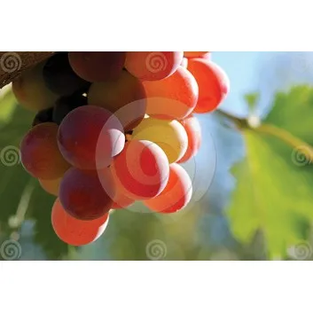 grapes